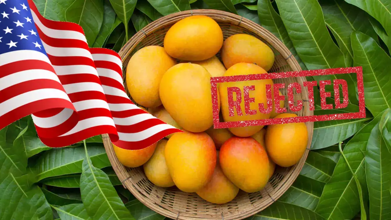 US rejects Indian Mango shipments - exporters face $500K loss